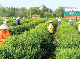 Danh mục thủ tục hành chính và quy trình nội bộ giải quyết thủ tục hành chính thuộc thẩm quyền UBND cấp xã trong các lĩnh vực: Hộ kinh doanh; tổ hợp tác; hợp tác xã, liên hiệp hợp tác xã