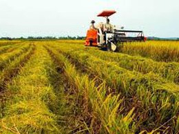 Hà Nội phê duyệt giá thóc vụ chiêm năm 2025 để thu thuế sử dụng đất nông nghiệp