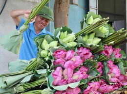 Người nông dân làm giàu từ trồng sen
