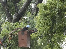 Xã Hoà Lạc triển khai cắt tỉa cây xanh, gia cố cọc chống và thay thế cây chết nhằm đảm bảo an toàn mùa mưa bão 2025