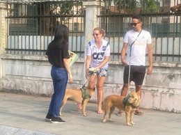 Cảnh báo nguy hiểm từ chó thả rông và bệnh dại: Hãy chủ động phòng ngừa!