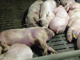 Xã Suối Hai tăng cường tuyên truyền phòng chống dịch tả lợn Châu phi
