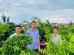 HỘI NÔNG DÂN XÃ THƯ LÂM ĐỊNH HƯỚNG CHO HỘI VIÊN PHÁT TRIỂN NÔNG NGHIỆP THEO HƯỚNG ĐÔ THỊ