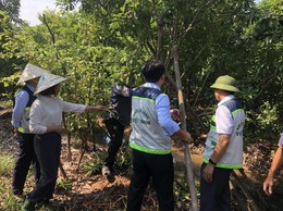HƯỚNG DẪN PHỤC HỒI VƯỜN CÂY ĂN QUẢ SAU MƯA BÃO