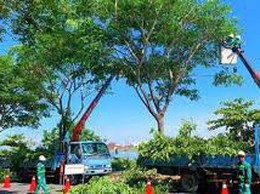 Xã Phúc Thọ chỉ đạo cắt tỉa cây xanh đảm bảo an toàn trong mùa mưa bão 2025