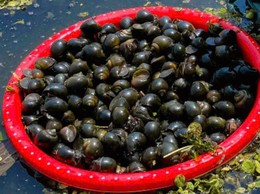 Mô hình kinh tế nuôi ốc nhồi kết hợp trồng cây ăn quả của gia đình ông Nguyễn Bá Thành