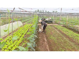 Xã Phúc Lộc định hình phát triển nông nghiệp xanh