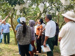 TẬP HUẤN KỸ THUẬT TRỒNG, CHĂM SÓC VÀ THÂM CANH CÂY BƯỞI