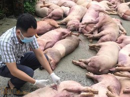 Chủ động phòng chống bệnh dịch tả lợn Châu Phi