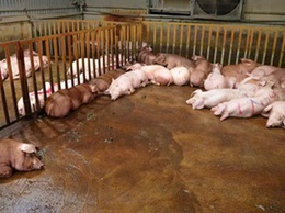 UBND xã Hoài Đức triển khai quyết liệt, đồng bộ các giải pháp phòng, chống bệnh Dịch tả lợn Châu Phi và xây dựng vùng an toàn Dịch bệnh Dại trên địa bàn xã.