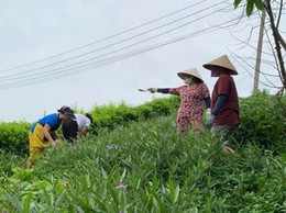 Tổ dân phố số 9 phường yên sở gắn biển công trình “vườn hoa mái đê” chào mừng đại hội đảng bộ phường lần thứ i, nhiệm kỳ 2025 - 2030