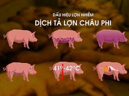 Phòng chống bệnh dịch tả lợn Châu Phi: Triệu chứng và các biện pháp phòng chống dịch bệnh