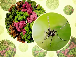 Chikungunya – Căn bệnh lây qua muỗi nguy hiểm không kém sốt xuất huyết, bạn đã biết cách phòng?