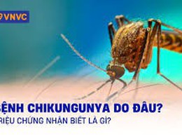 BỘ Y TẾ KHUYẾN CÁO CÁC BIỆN PHÁP PHÒNG, CHỐNG DỊCH BỆNH CHIKUNGUNYA