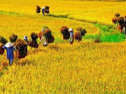 CÔNG BỐ GIÁ THÓC THU THUẾ SỬ DỤNG ĐẤT NÔNG NGHIỆP VỤ CHIÊM XUÂN 2025