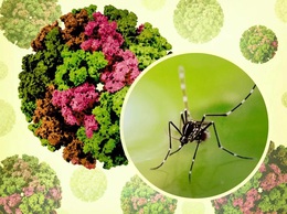 Khuyến cáo phòng chống bệnh Chikungunya