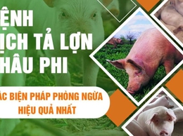 BÀI TUYÊN TRUYỀN PHÒNG, CHỐNG BỆNH DỊCH TẢ LỢN CHÂU PHI