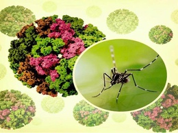 TÌM HIỂU VỀ BỆNH CHIKUNGUNYA VÀ CÁC BIỆN PHÁP PHÒNG, CHỐNG DỊCH BỆNH
