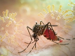 Triển khai các giải pháp tăng cường phòng chống bệnh Chikungunya