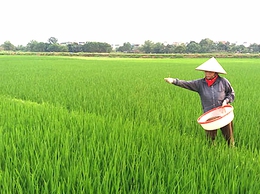 HƯỚNG DẪN CHĂM SÓC, BÓN ĐÓN ĐÒNG CHO CÂY LÚA VỤ MÙA NĂM 2025