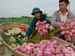 Xã Quang Minh gỡ khó phát triển kinh tế tập thể, hợp tác xã
