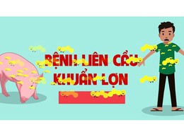 Bệnh liên cầu lợn và cách phòng tránh