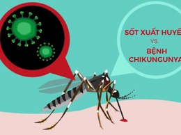 Hà Nội tăng cường phòng, chống bệnh Chikungunya