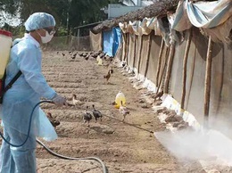 Chủ động kiểm soát, tiêu diệt mầm bệnh, ngăn ngừa phát sinh dịch bệnh gia súc, gia cầm mùa mưa lũ
