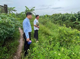 Nhiều diện tích hoa màu của xã Bát Tràng bị ngập sau hoàn lưu bão số 5