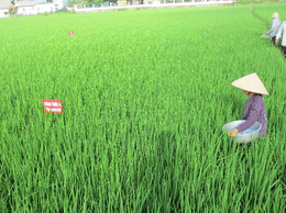 Tình hình sâu bệnh hại lúa mùa và biện pháp phòng trừ.
