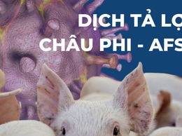 HƯỚNG DẪN THỰC HIỆN CÔNG TÁC CHĂN NUÔI VÀ 
PHÒNG CHỐNG DỊCH BỆNH TRÊN ĐÀN LỢN