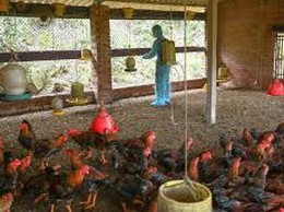 UBND xã Phú Nghĩa triển khai Kế hoạch phòng, chống dịch bệnh gia súc, gia cầm, thủy sản trên địa bàn xã 6 tháng cuối năm 2025