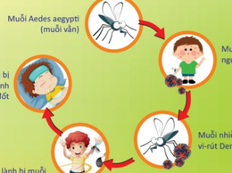 Chủ động phòng, chống sốt xuất huyết trong mùa mưa bão