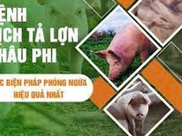 Phường Long Biên: Tăng cường biện pháp phòng, chống dịch tả lợn Châu Phi