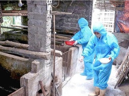Các phương pháp phòng chống bệnh dịch tả lợn Châu Phi