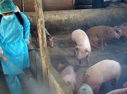 UBND xã Trần Phú: Triển khai kế hoạch phòng chống bệnh dịch tả lợn Châu Phi