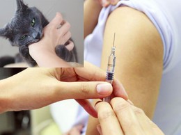 Gần 26.000 người phơi nhiễm với bệnh dại được điều trị dự phòng đầy đủ