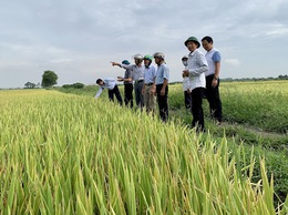 Xã Hoà Phú chỉ đạo việc thăm đồng đánh giá năng suất cây trồng vụ Mùa 2025 và chỉ đạo sản xuất vụ Đông 2025 - 2026
