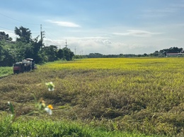 Không phơi thóc trên đường, không đốt rơm rạ: Chung tay vì môi trường và an toàn giao thông