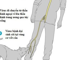 
Phòng, chống bệnh Dại - Những điều cần biết