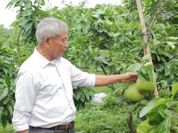 “Lão nông chi điền” biến vùng đất hoang thành vựa bưởi Diễn hữu cơ cho hiệu quả kinh tế cao