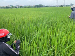 Chương Mỹ chủ động phòng trừ sâu bệnh hại lúa Mùa