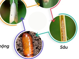 Chủ động phòng trừ sâu đục thân bướm hai chấm hại lúa