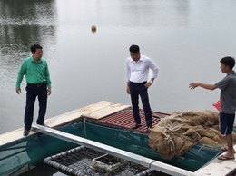 Đoài Phương kê khai hoạt động chăn nuôi xong trước ngày 30/01/2026

