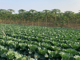 THÔNG BÁO: Về việc thu dọn cây màu trên diện tích đất công ích của xã