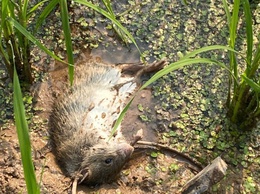 Trung tâm Dịch vụ tổng hợp xã Phú Nghĩa hướng dẫn Kỹ thuật diệt chuột