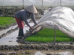 Đoài Phương: Không gieo mạ hoặc cấy vào những ngày rét đậm