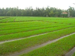 HƯỚNG DẪN KỸ THUẬT NGÂM Ủ, GIEO MẠ VÀ CHĂM SÓC MẠ VỤ XUÂN NĂM 2026