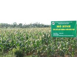 Hiệu quả từ giống Ngô thương phẩm HN268  trên đồng đất xã Đại Xuyên