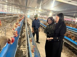 Xã Phượng Dực: Lan tỏa mô hình nuôi gà công nghệ cao hướng tới chuẩn VietGAP